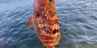キジハタ