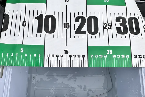 タチウオ