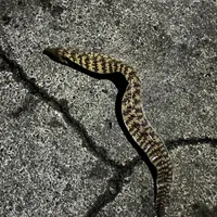 ウツボ