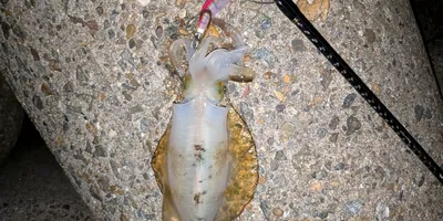 アオリイカの釣果写真