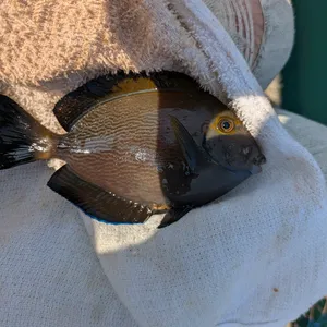 サザナミハギ