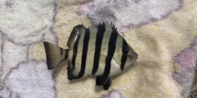 イシダイ