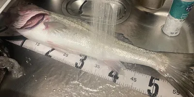 スズキ