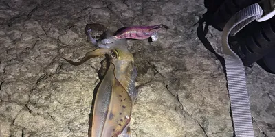 アオリイカの釣果写真