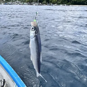 イワシ
