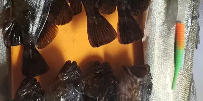 スズキ