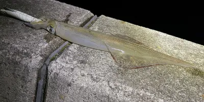 ヤリイカの釣果写真