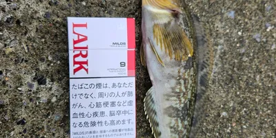 アイナメ