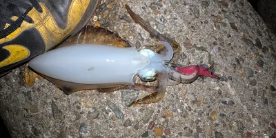 アオリイカの釣果写真
