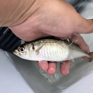 マアジ