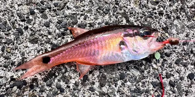 ネンブツダイの釣果写真