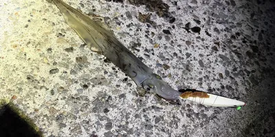 ヤリイカ