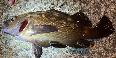 エゾメバルの釣果写真