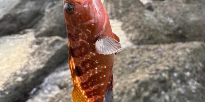 キジハタ