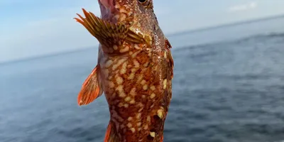 カサゴ