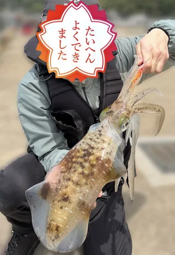 アオリイカ