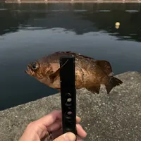 メバル
