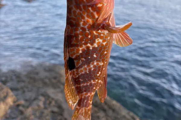 キジハタ