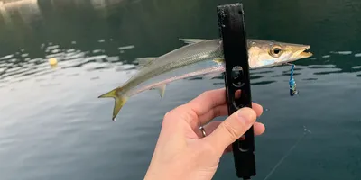 アカカマス