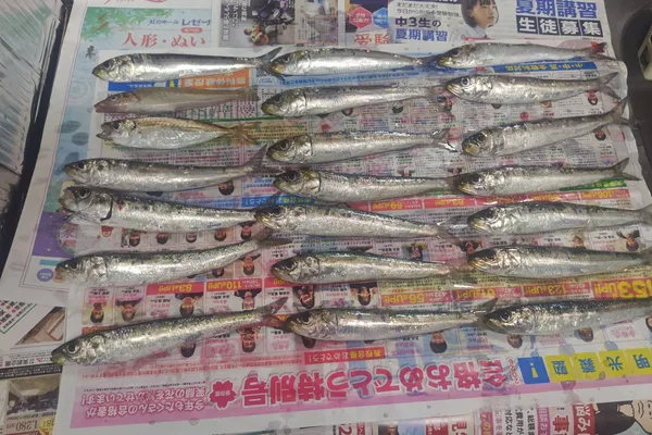 イワシ