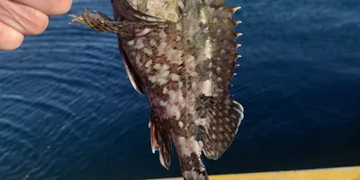 カサゴ