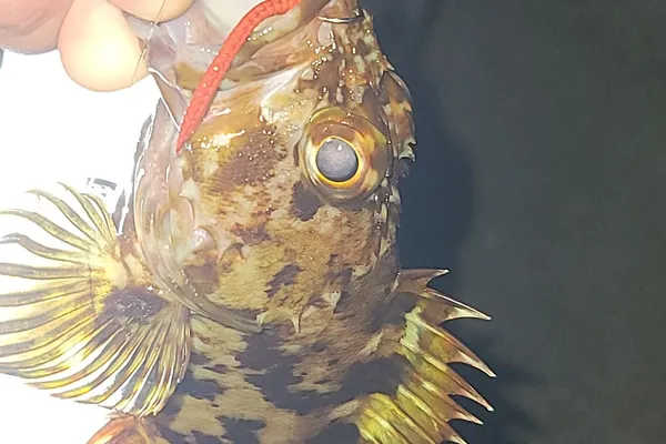 カサゴ
