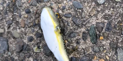 クサフグ