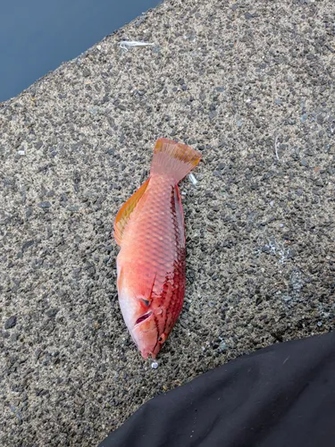 ササノハベラ