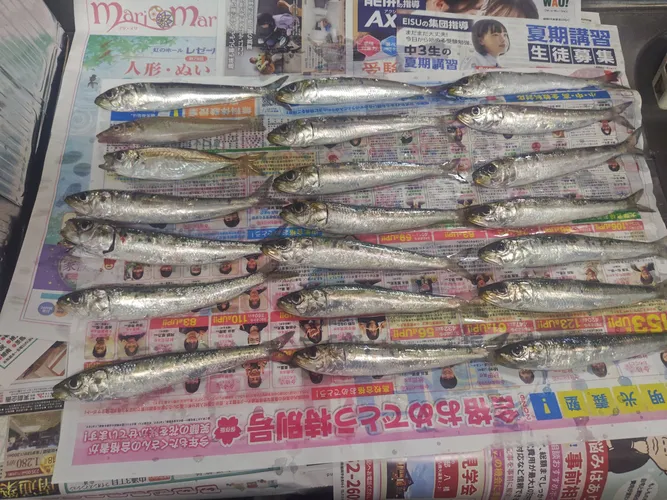 イワシ
