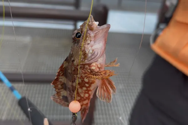 カサゴ