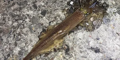 ヤリイカ