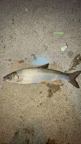 ウグイ