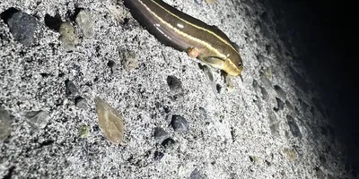 ゴンズイ