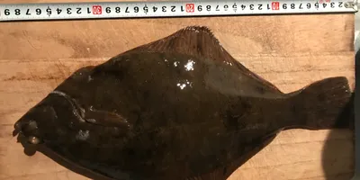 ヌマガレイ