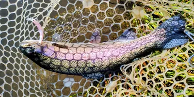 ニジマスの釣果写真