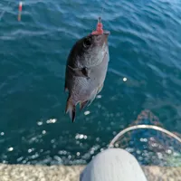 スズメダイ