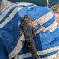 ネズミゴチ