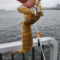 シャコ