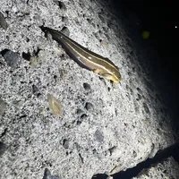 ゴンズイ