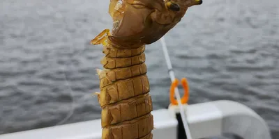 シャコ