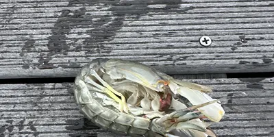 シャコの釣果写真