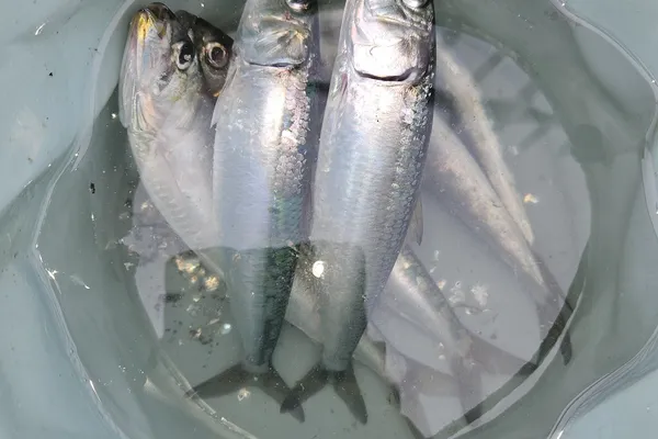 イワシ