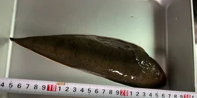クロウシノシタ