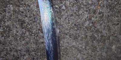 タチウオ