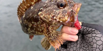 カサゴの釣果写真