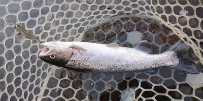 ニジマスの釣果写真