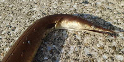 ダイナンウミヘビの釣果写真