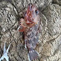 カサゴ
