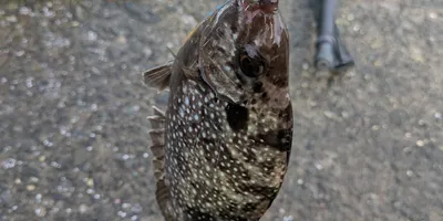 アイゴの釣果写真