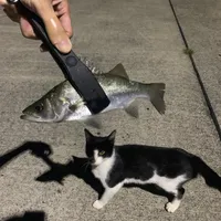 スズキ
